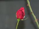 DSCN0828