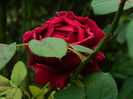 DSCN0829