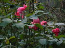 DSCN0831