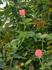 DSCN0842