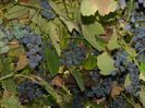 DSCN0847