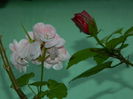 DSCN0886