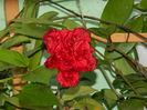 DSCN0887