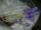 DSCN0892 branduse de la Herculane