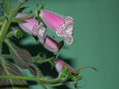 DSCN0901