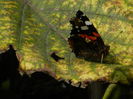 DSCN0953