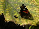 DSCN0955