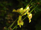 DSCN0960
