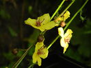 DSCN0961