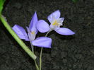 DSCN0980