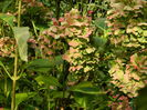 DSCN0985
