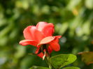 DSCN0986