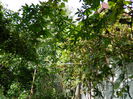 DSCN0993 passiflora fara flori