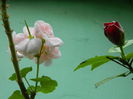 DSCN0995