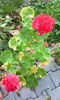 IMG_20141014_172641