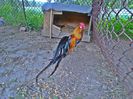 phoenix