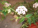 hoya bella