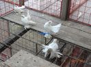 DSC02495