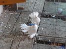 DSC02498