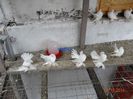 DSC02520