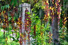 thunbergia-mysorensis