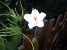mirabilis longiflora