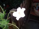 mirabilis longiflora