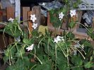 mirabilis longiflora