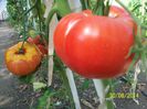 RIESEN –TOMATEN ROT-WILLY (8)