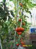 Riesen-Tomate rot.WILLY (5)