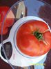 Riesen-Tomate rot.Willy 495(6)