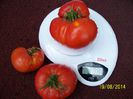 Riesen-Tomate rot.Willy