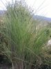 018-iarba de Pampas