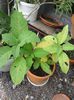 036-brugmansia