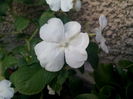impatiens alb
