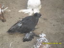 Picture 277