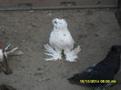 Picture 278