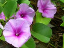 Ipomoea pes-caprae