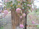 DSCN3529