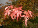 Acer palmatum Bloodgood (2014, Sep.26)