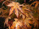 Acer palmatum Bloodgood (2014, Sep.26)