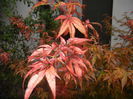 Acer palmatum Bloodgood (2014, Sep.26)