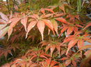 Acer palmatum Bloodgood (2014, Sep.26)