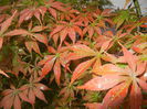 Acer palmatum Bloodgood (2014, Sep.26)