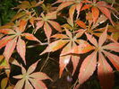 Acer palmatum Bloodgood (2014, Sep.26)