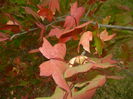 Liquidambar styraciflua (2014, Oct.02)