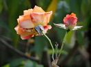 DSC00031
