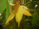 Liquidambar styraciflua (2014, Oct.02)