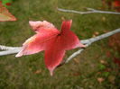 Liquidambar styraciflua (2014, Oct.02)