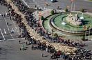 Transhumanta cu oile prin Madrid